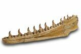Mosasaur (Pluridens) Jaw with Ten Teeth - Morocco #334604-2